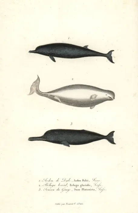 Framed Print : Sowerbys beaked whale, beluga whale Framed Print : Sowerbys beaked whale, beluga whale