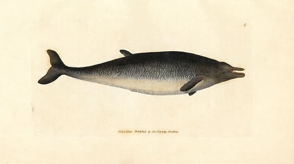 Sowerbys beaked whale, Mesoplodon bidens