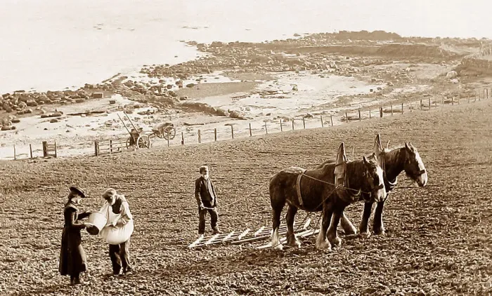 Framed Print : Sowing corn in the Isle of Arran Framed Print : Sowing corn in the Isle of Arran