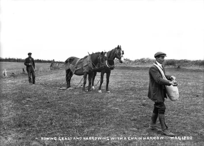 Framed Print : Sowing Grass and Harrowing With a Chain Harrow Framed Print : Sowing Grass and Harrowing With a Chain Harrow