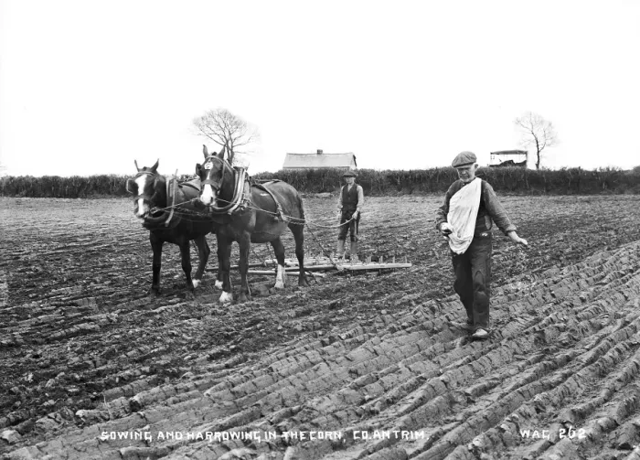 Framed Print : Sowing and Harrowing in the Corn, Co Antrim Framed Print : Sowing and Harrowing in the Corn, Co Antrim