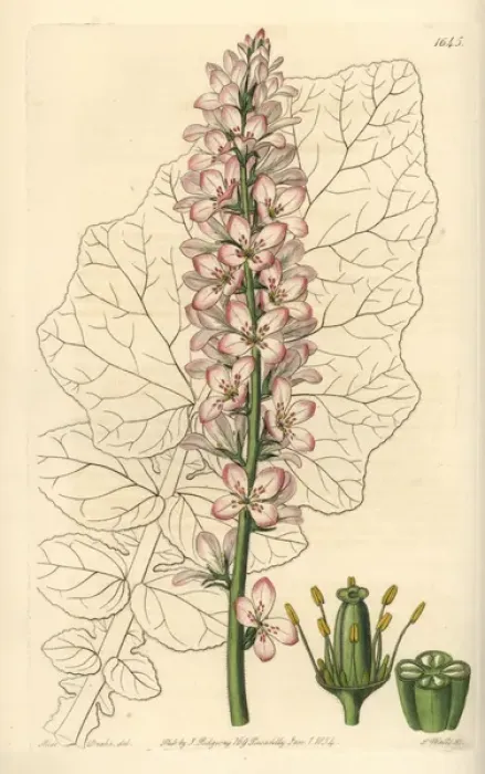 Framed Print : Sowthistle-leaved francoa, Francoa appendiculata Framed Print : Sowthistle-leaved francoa, Francoa appendiculata