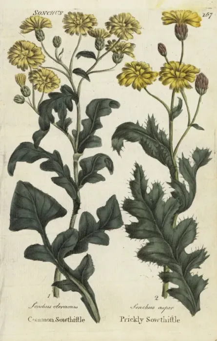 Framed Print : Sowthistle and prickly sowthistle Framed Print : Sowthistle and prickly sowthistle