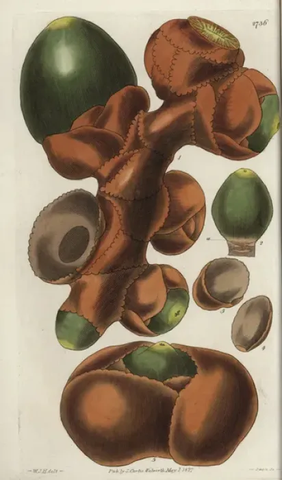 Framed Print : Spadix of the female Seychelles-Island cocoa-nut Framed Print : Spadix of the female Seychelles-Island cocoa-nut