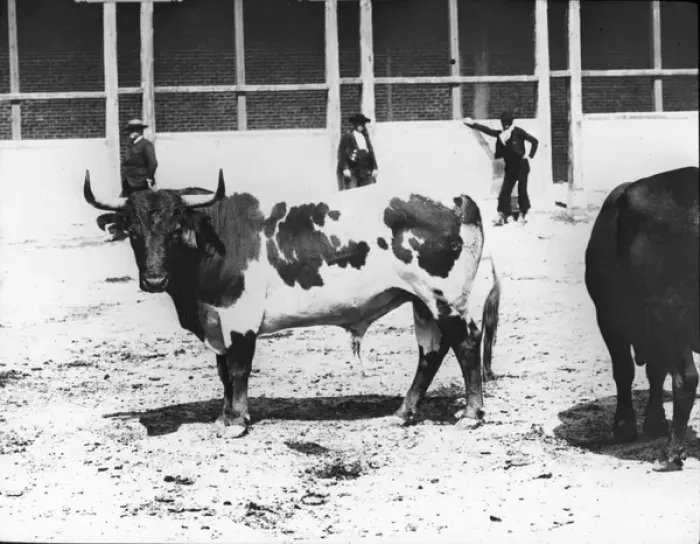 Framed Print : Spain - A Bull bred for the arena (piebald) - from Life Framed Print : Spain - A Bull bred for the arena (piebald) - from Life