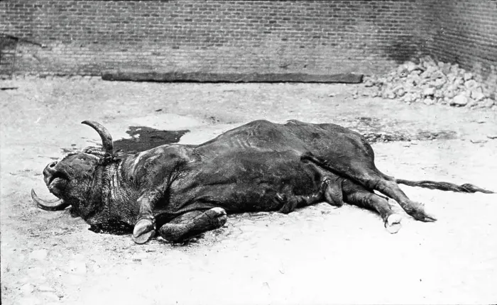Framed Print : Spain - The Dead Bull - from Life Framed Print : Spain - The Dead Bull - from Life