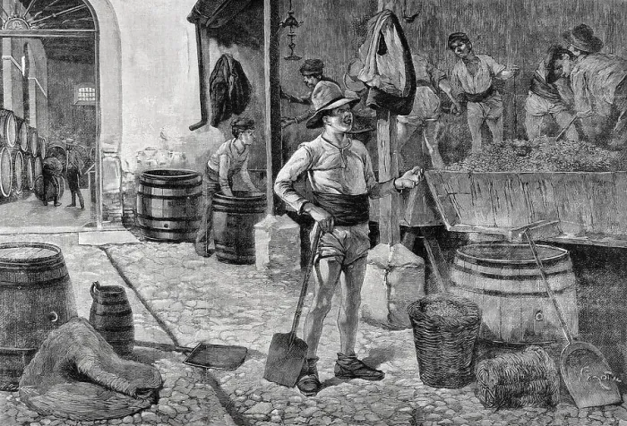 Framed Print : Spain. The grape harvest in Jerez, Andalusia Framed Print : Spain. The grape harvest in Jerez, Andalusia