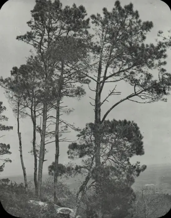 Framed Print : Spain and Portugal - Pine trees, Sintra Framed Print : Spain and Portugal - Pine trees, Sintra