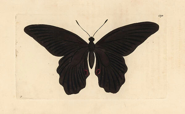 Spangle butterfly, Papilio protenor