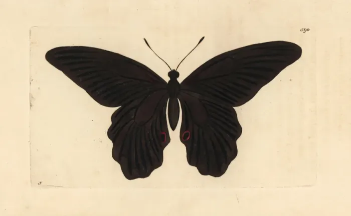 Framed Print : Spangle butterfly, Papilio protenor Framed Print : Spangle butterfly, Papilio protenor