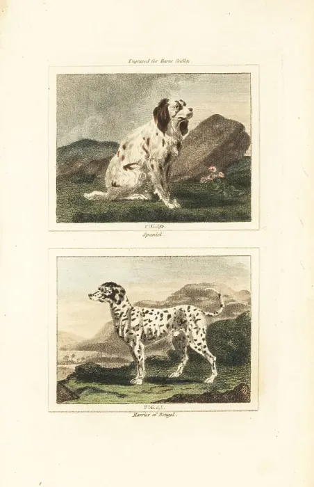 Framed Print : Spaniel and harrier Framed Print : Spaniel and harrier