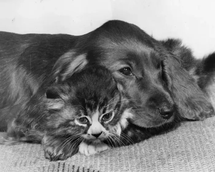 Framed Print : Spaniel and kitten cosying up Framed Print : Spaniel and kitten cosying up