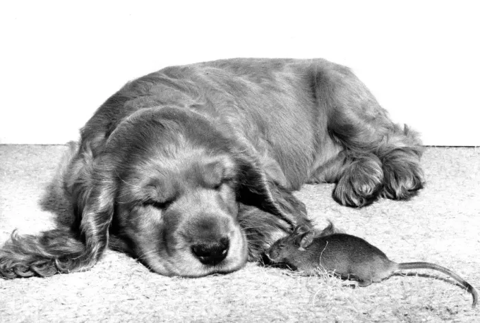 Framed Print : Spaniel and Mouse Framed Print : Spaniel and Mouse
