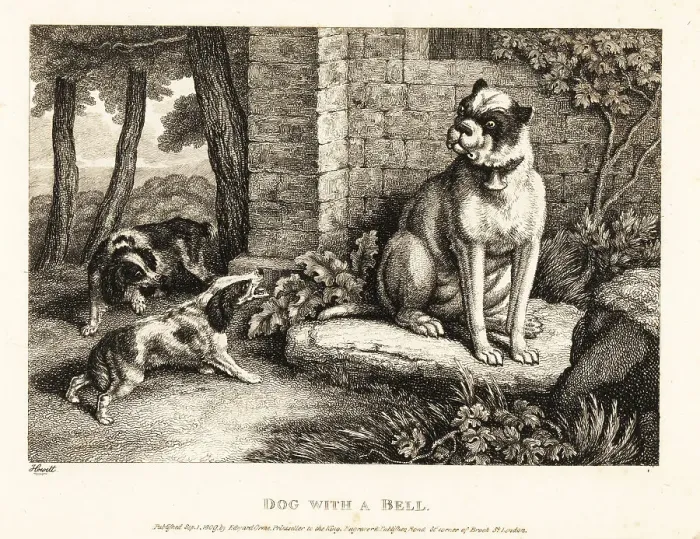 Framed Print : Two spaniels barking at a bulldog with a bell on its collar Framed Print : Two spaniels barking at a bulldog with a bell on its collar