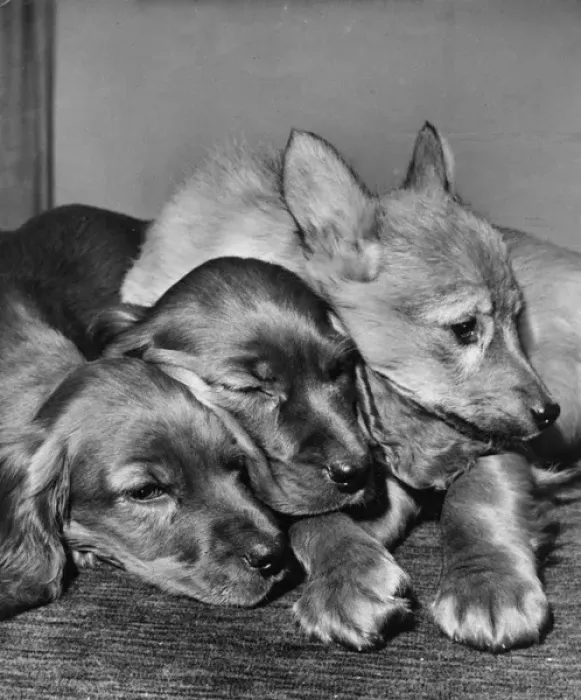 Framed Print : Two spaniels and a fox cub Framed Print : Two spaniels and a fox cub