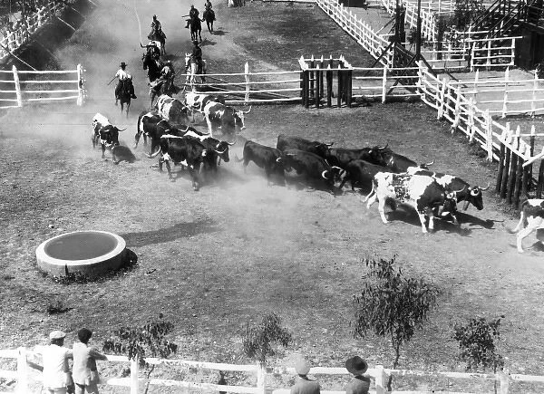 Spanish Bull Farming
