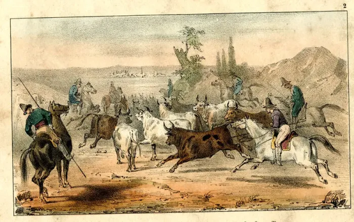 Framed Print : Spanish bullfighting - driving bulls Framed Print : Spanish bullfighting - driving bulls
