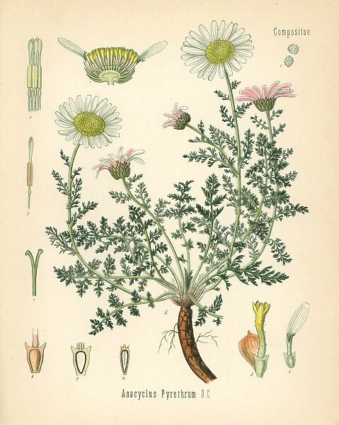 Spanish chamomile or Mount Atlas daisy, Anacyclus pyrethrum