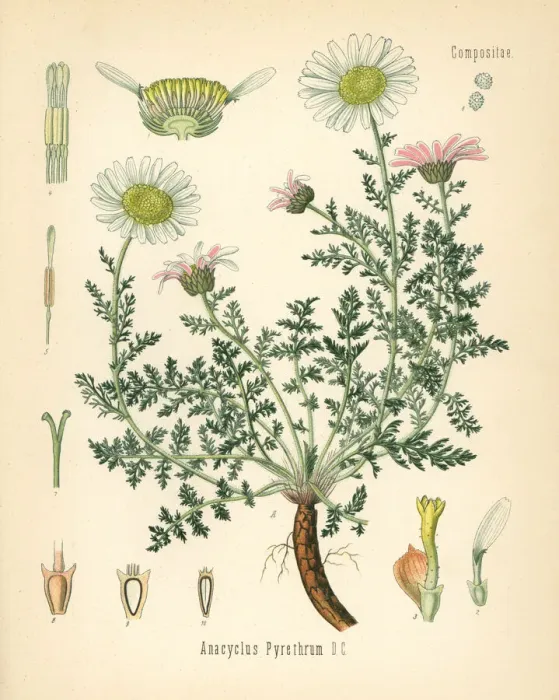 Framed Print : Spanish chamomile or Mount Atlas daisy, Anacyclus pyrethrum Framed Print : Spanish chamomile or Mount Atlas daisy, Anacyclus pyrethrum