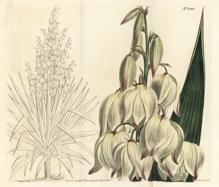 Framed Print : Spanish dagger, Yucca gloriosa Framed Print : Spanish dagger, Yucca gloriosa