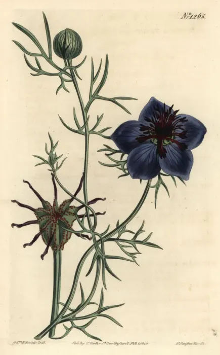 Framed Print : Spanish fennel-flower, Nigella hispanica Framed Print : Spanish fennel-flower, Nigella hispanica
