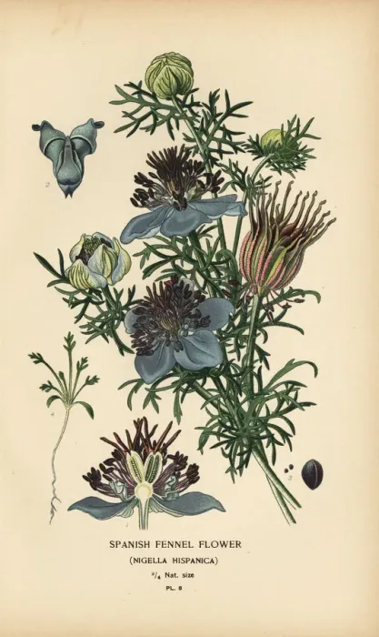 Framed Print : Spanish fennel, Nigella hispanica Framed Print : Spanish fennel, Nigella hispanica