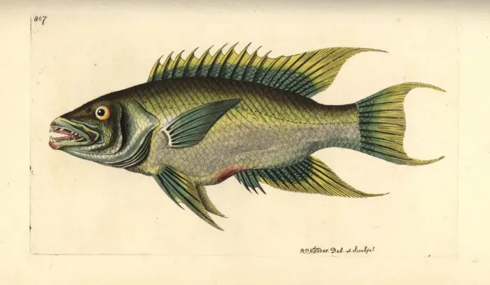 Framed Print : Spanish hogfish, Bodianus rufus Framed Print : Spanish hogfish, Bodianus rufus