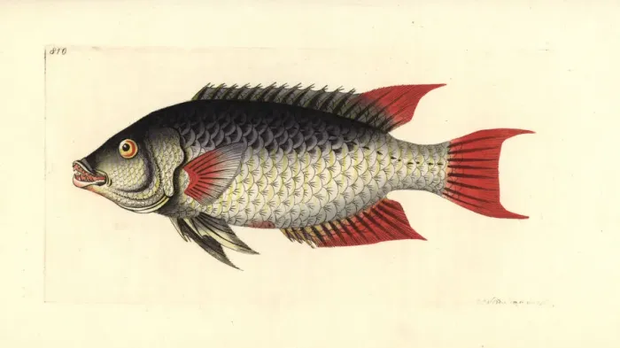 Framed Print : Spanish hogfish, Bodianus rufus Framed Print : Spanish hogfish, Bodianus rufus