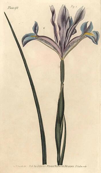 Spanish iris, Iris xiphium