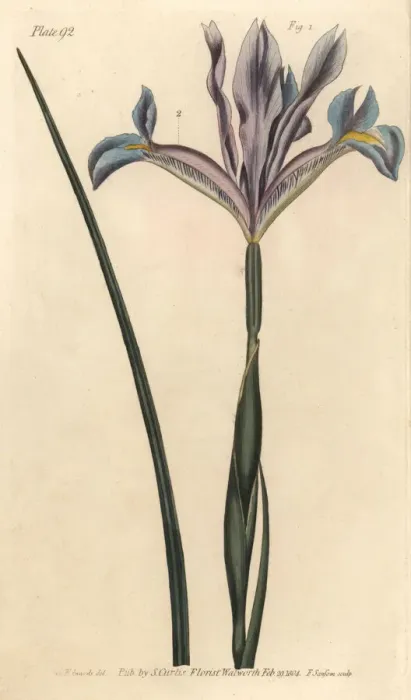 Framed Print : Spanish iris, Iris xiphium Framed Print : Spanish iris, Iris xiphium