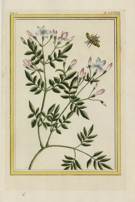 Framed Print : Spanish jasmine, Jasminum grandiflorum Framed Print : Spanish jasmine, Jasminum grandiflorum