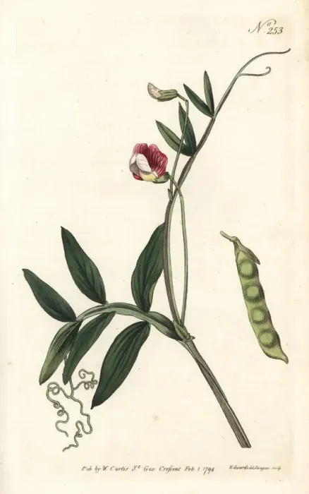 Framed Print : Spanish vetchling, Lathyrus clymenum