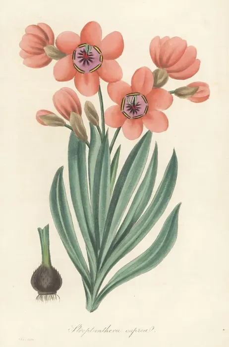 Framed Print : Sparaxis elegans Framed Print : Sparaxis elegans