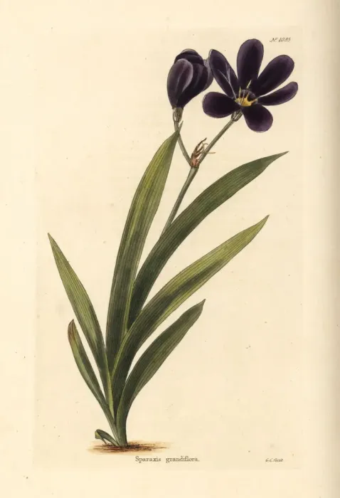 Framed Print : Sparaxis grandiflora Framed Print : Sparaxis grandiflora