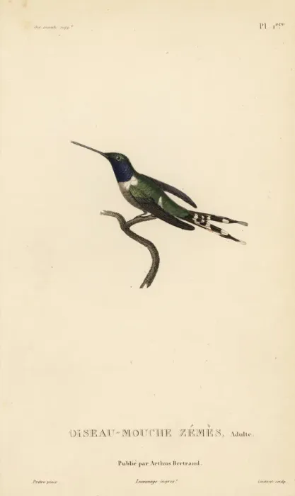 Framed Print : Sparkling-tailed woodstar, Tilmatura dupontii. Adult male Framed Print : Sparkling-tailed woodstar, Tilmatura dupontii. Adult male