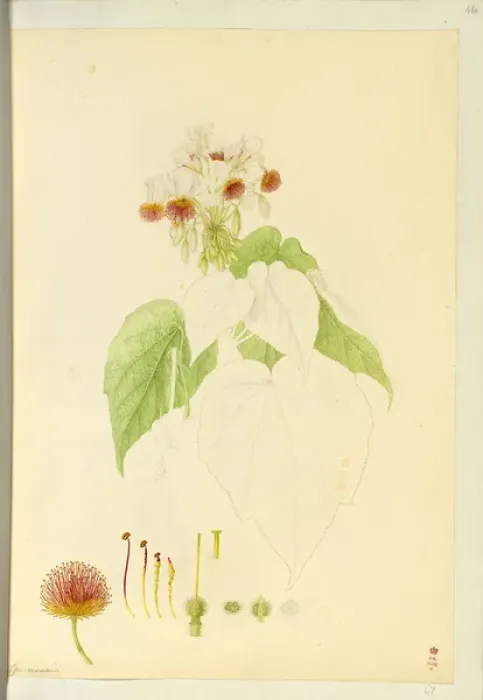 Framed Print : Sparmannia africana, African linden Framed Print : Sparmannia africana, African linden