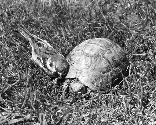 Sparrow and Tortoise