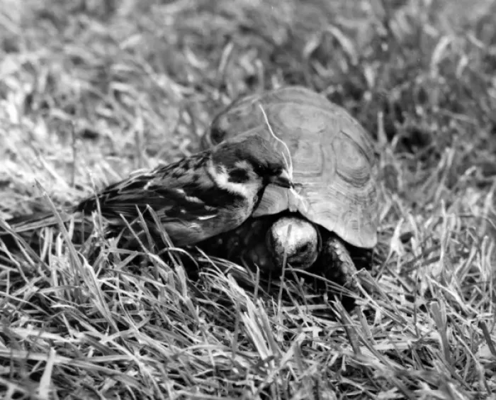 Framed Print : Sparrow and tortoise