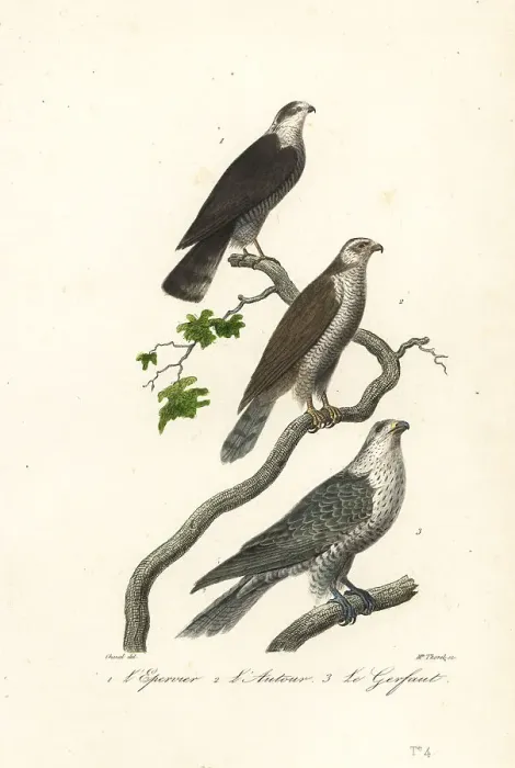 Framed Print : Sparrowhawk, goshawk and gyrfalcon Framed Print : Sparrowhawk, goshawk and gyrfalcon