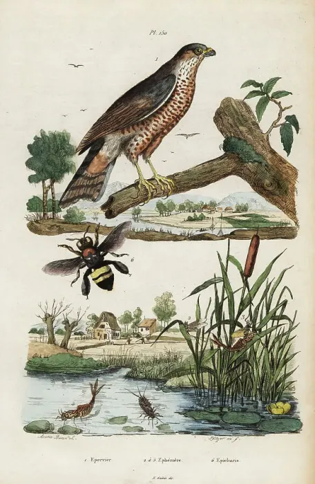 Framed Print : Sparrowhawk, mayfly and bee Framed Print : Sparrowhawk, mayfly and bee
