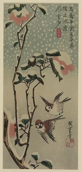 Sparrows and camellias in snow