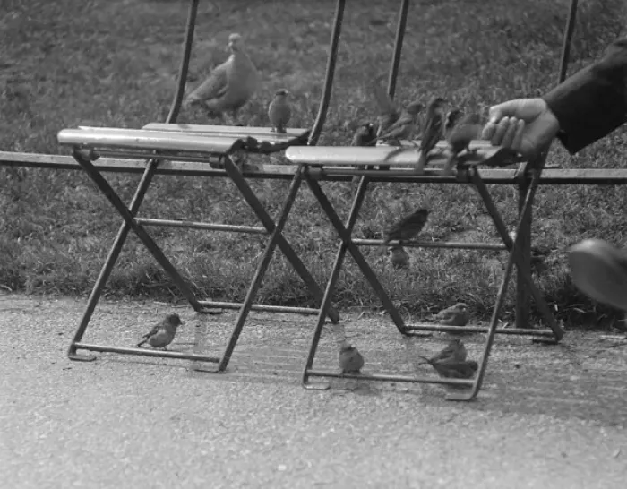 Framed Print : Sparrows in London Framed Print : Sparrows in London