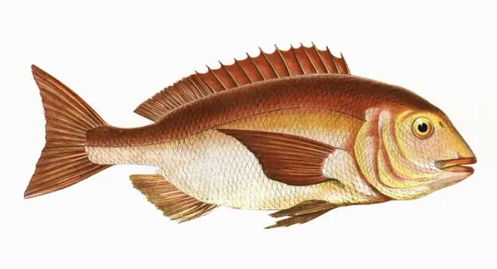 Framed Print : Sparus aurata, or Gilt-Head Bream Framed Print : Sparus aurata, or Gilt-Head Bream