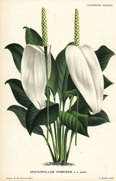Spath lily hybrid, Spathiphyllum hybridum