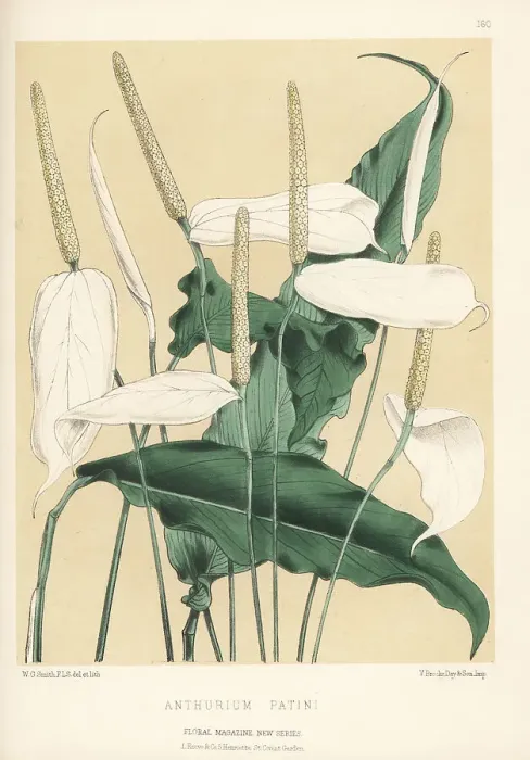Framed Print : Spath lily, Spathiphyllum patini Framed Print : Spath lily, Spathiphyllum patini