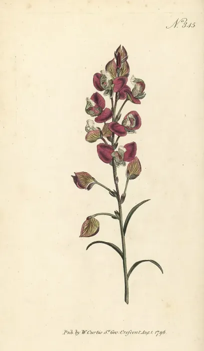Framed Print : Spear-leaved milkwort, Polygala bracteolata Framed Print : Spear-leaved milkwort, Polygala bracteolata