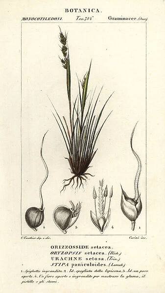 Speargrass, Piptochaetium panicoides