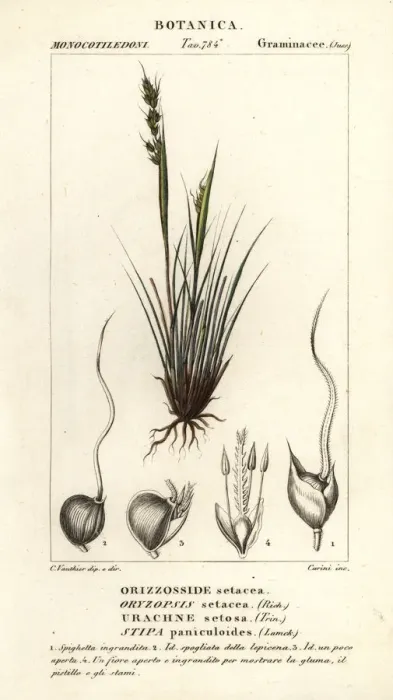 Framed Print : Speargrass, Piptochaetium panicoides Framed Print : Speargrass, Piptochaetium panicoides
