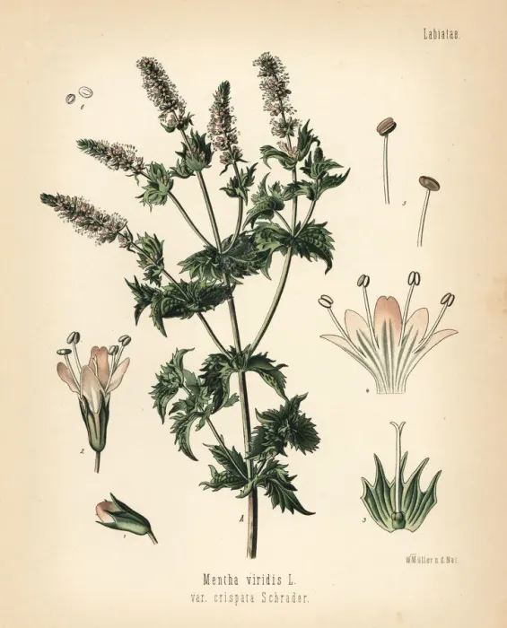 Framed Print : Spearmint, Mentha spicata Framed Print : Spearmint, Mentha spicata