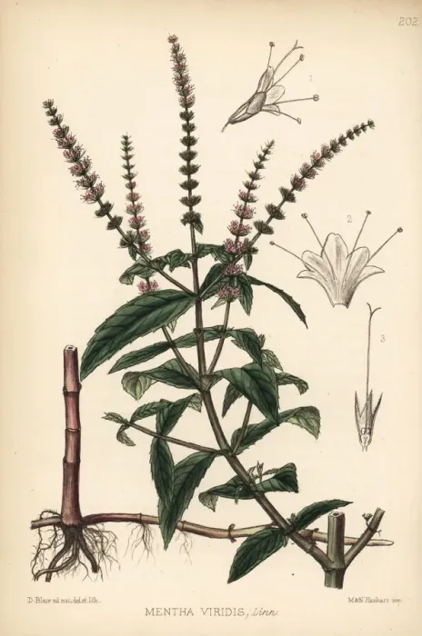 Framed Print : Spearmint or spear mint, Mentha spicata Framed Print : Spearmint or spear mint, Mentha spicata